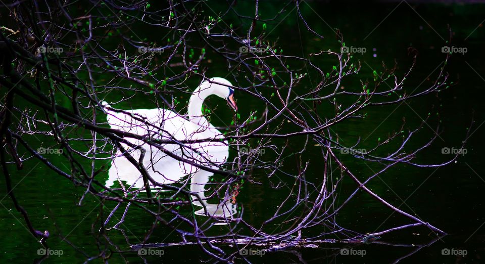 Beautiful swan in a spring lake