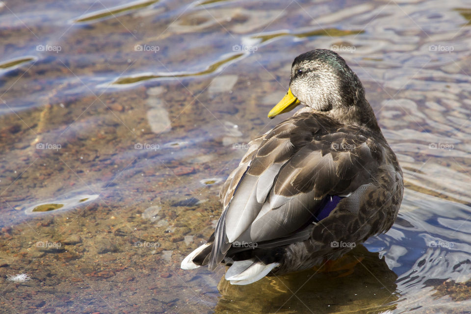 Duck resting on shallow water