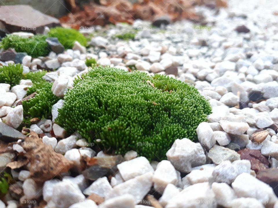 moss on sand