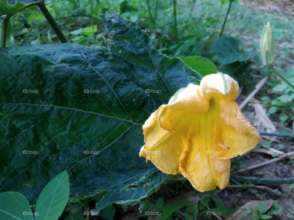 Beautiful yellow pumpkin flower