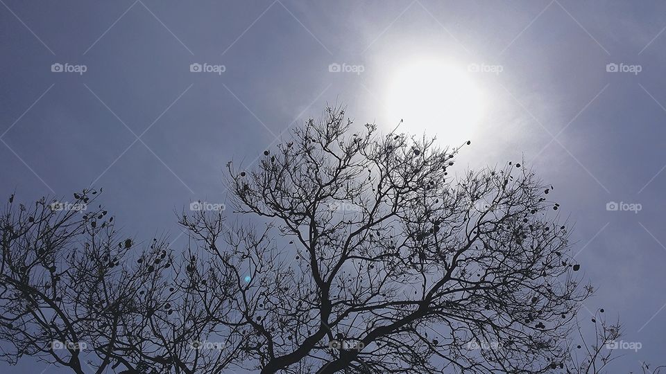 árbol al sol