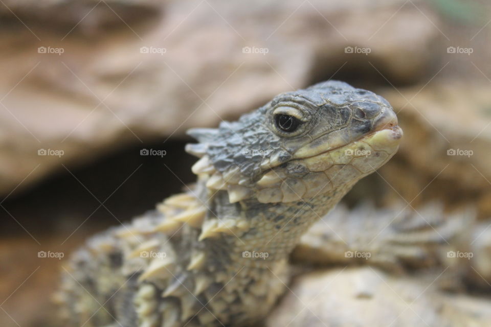 Riesengürtelschweif - giand girdled lizard