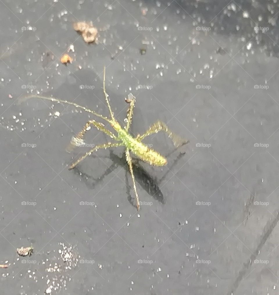 Water, No Person, Invertebrate, Nature, Outdoors