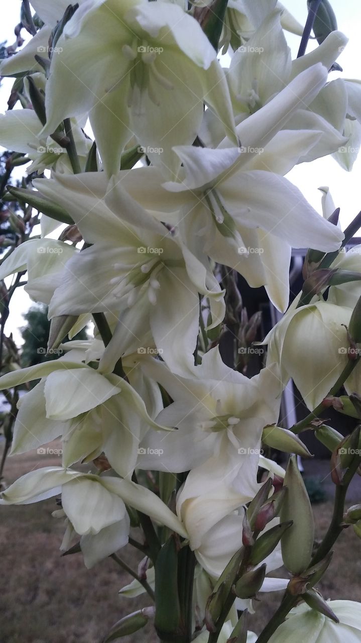 White Yucca Flowers