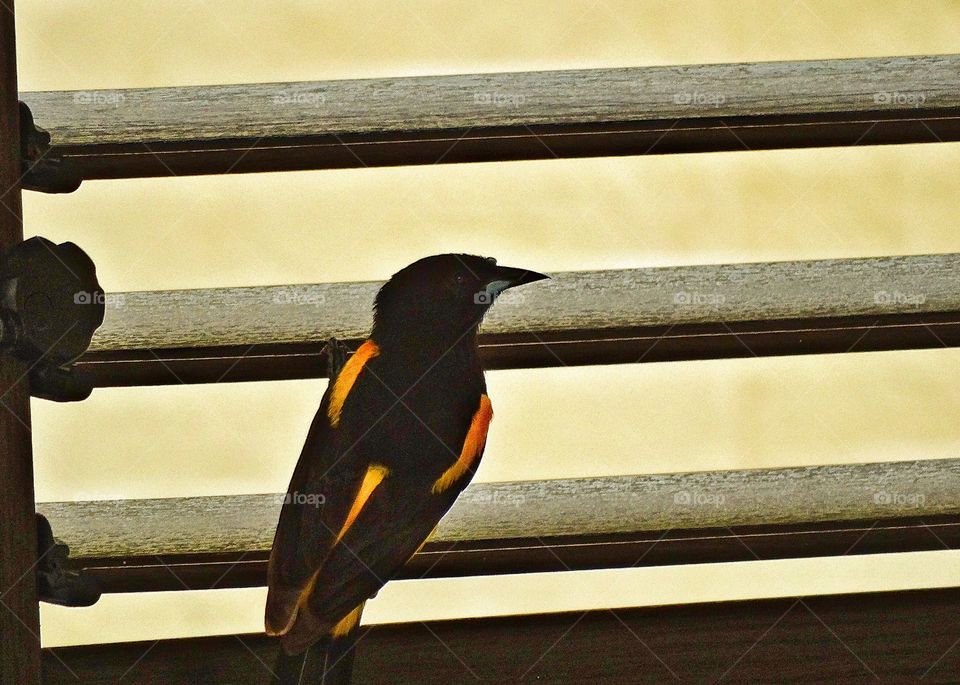 Bird On A Windowsill. Oriole Perched On A Windowsill In Mexico
