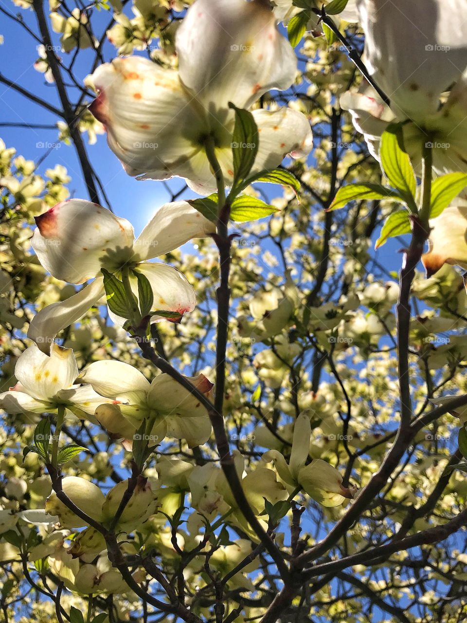 Sunlight through dogwood blossoms 