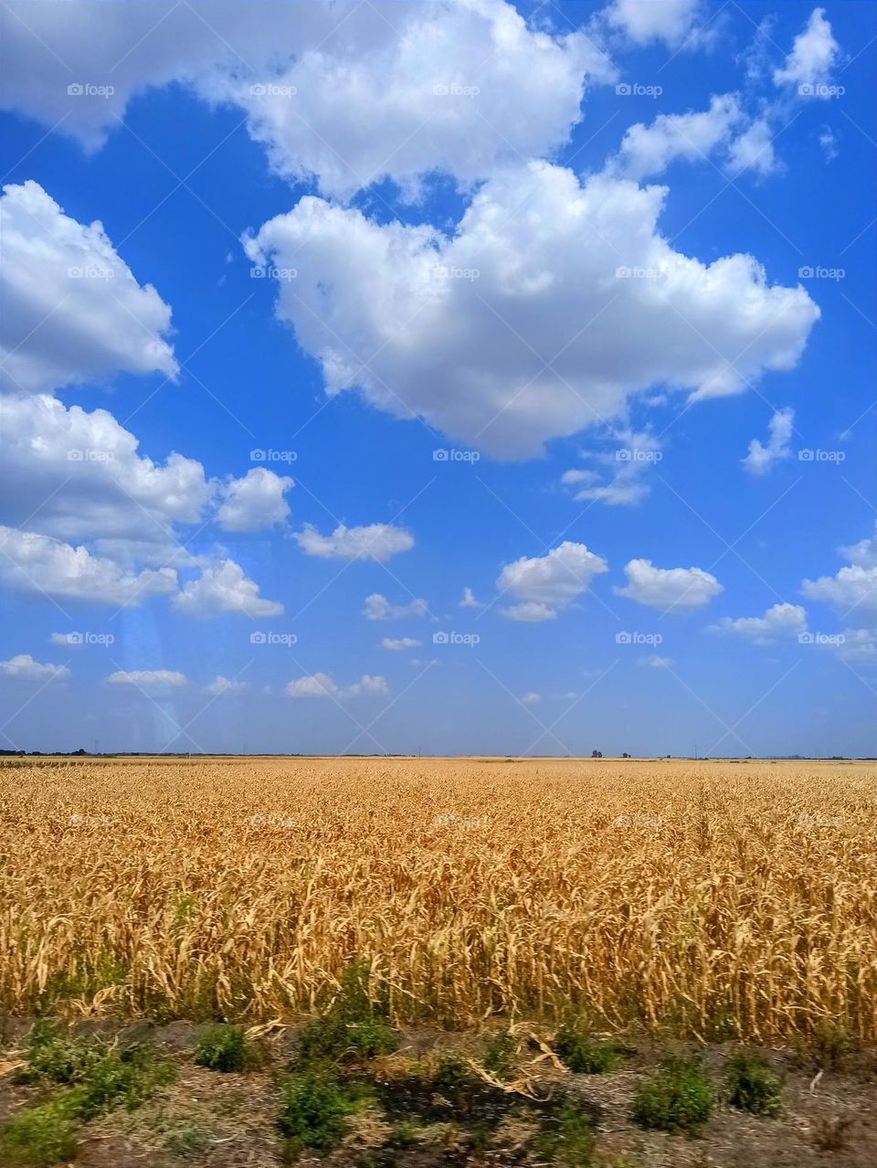 Independence Day.Ukraine.