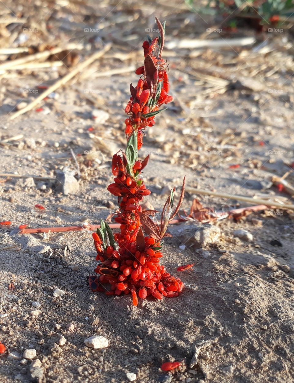 Red beetles on a small plant