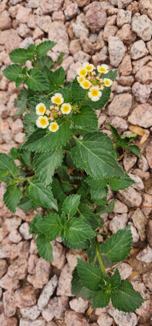 just a weed, out of place in the rocks