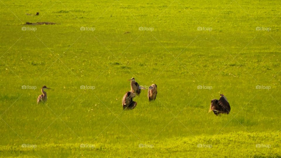 Herd of Herons