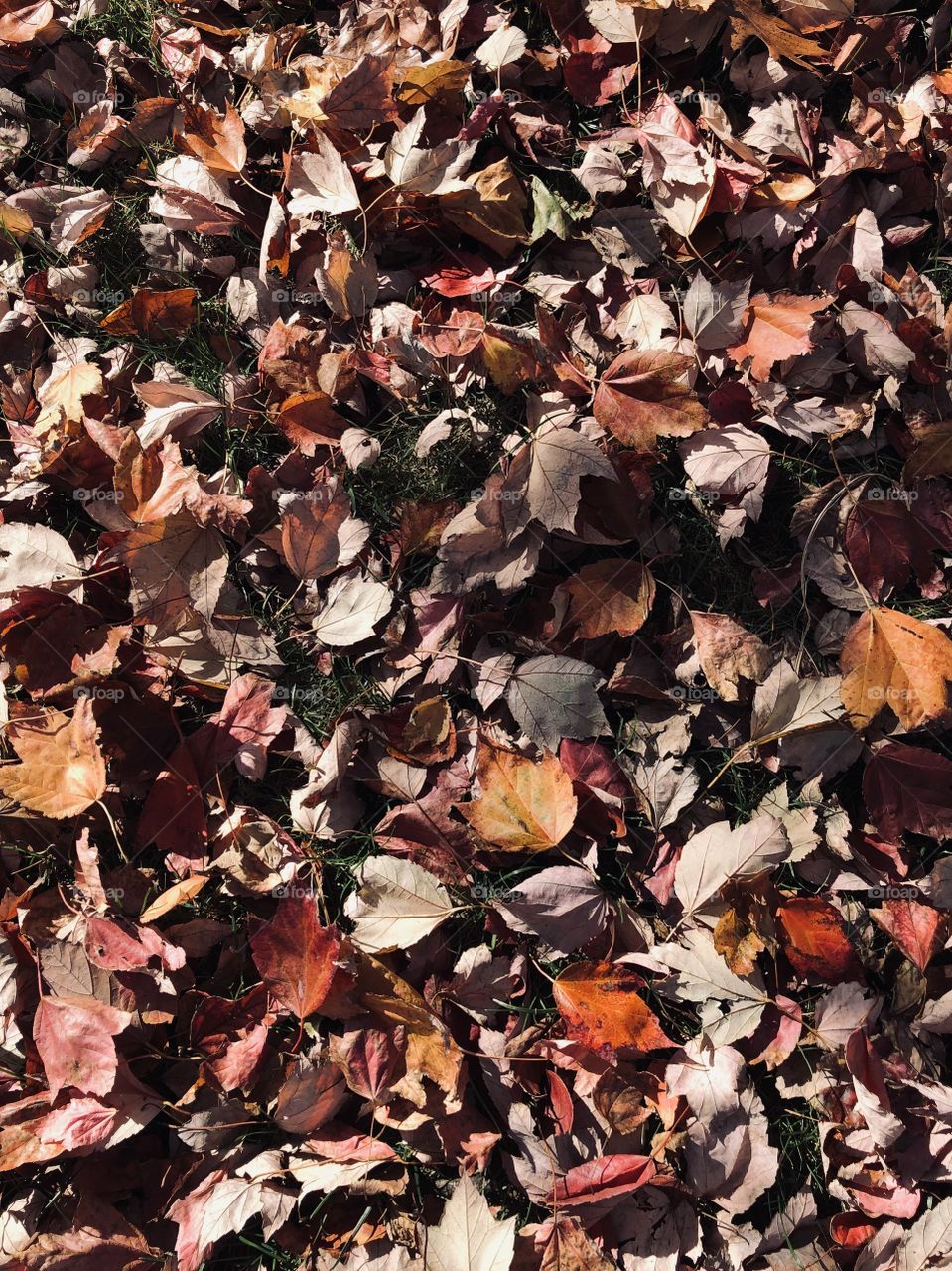 Autumn leaves  on the grass fallen leaves multi colored fall us here 