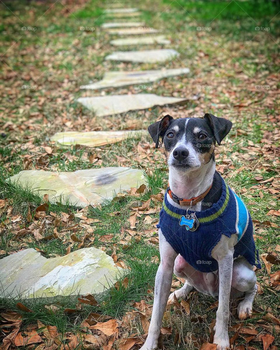 Stepping stones 