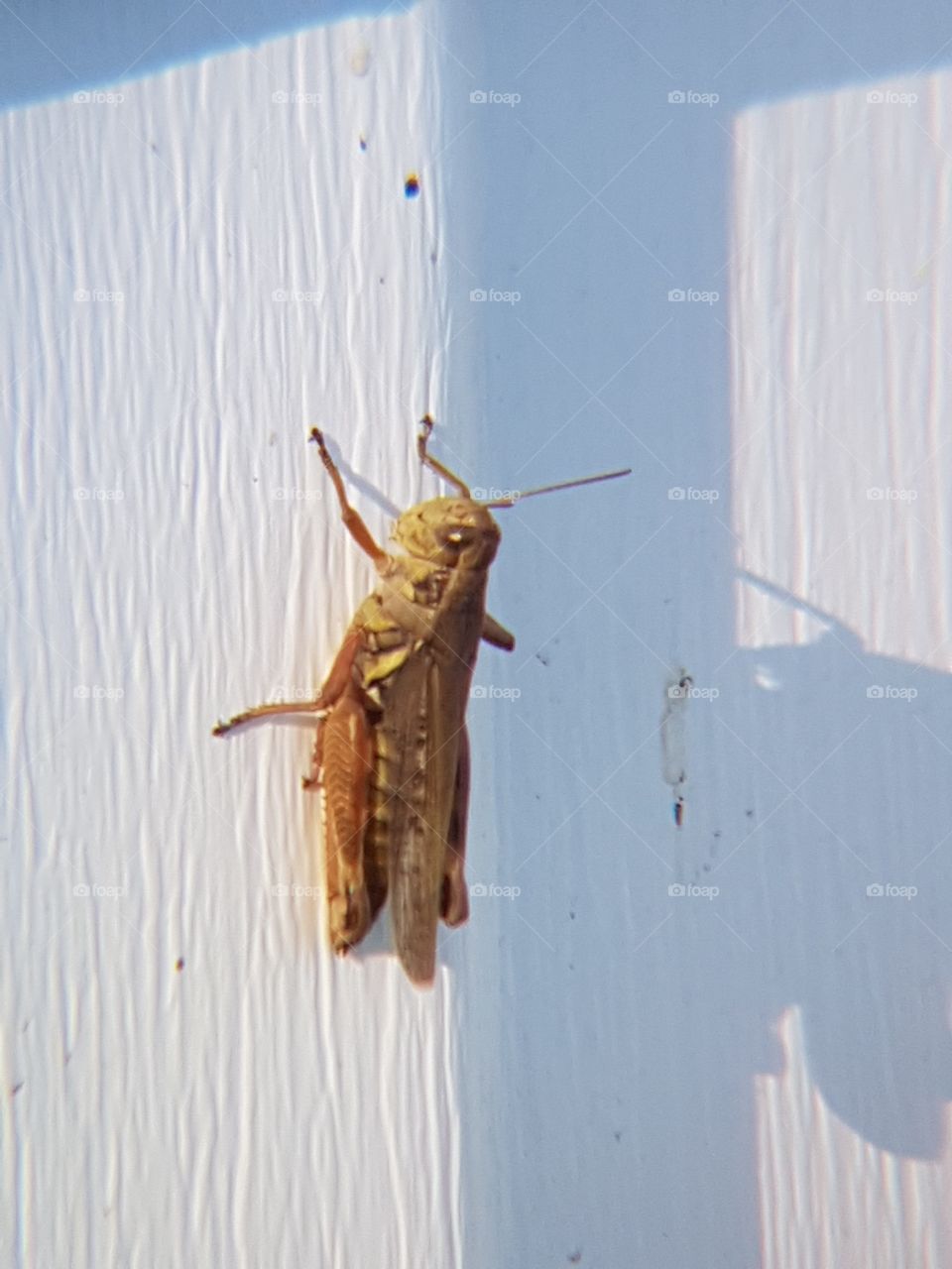 Grasshopper on a wall. 