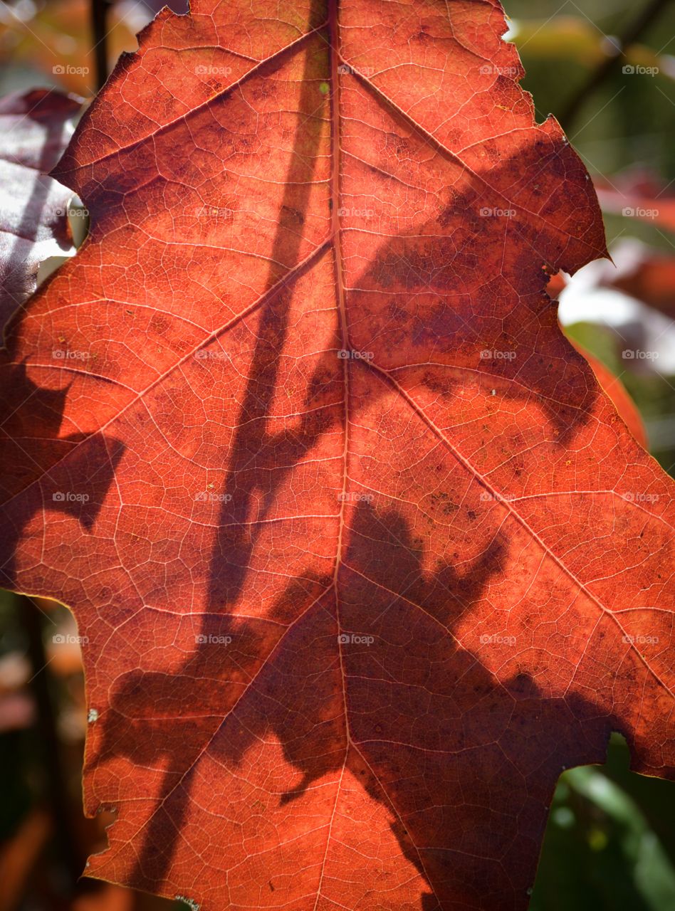 Red leave