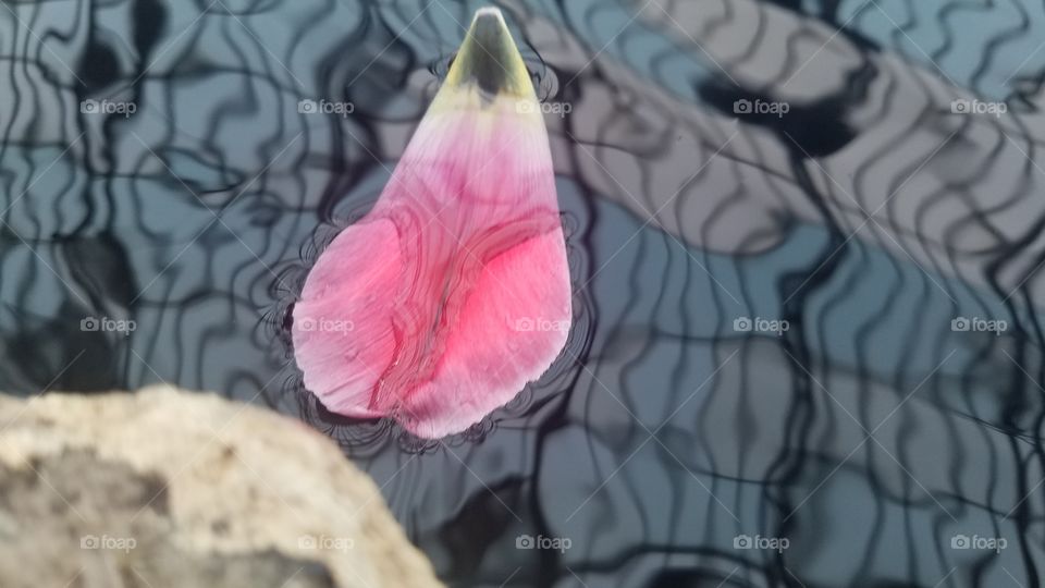Water Petal