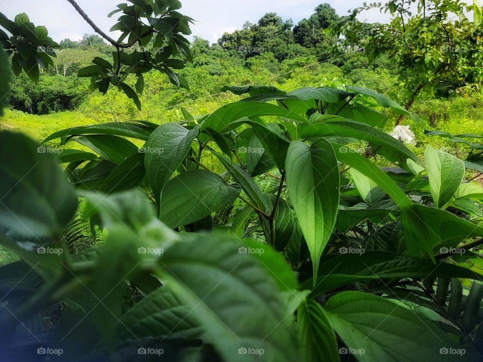 green leaves of wild plants in the middle of the forest