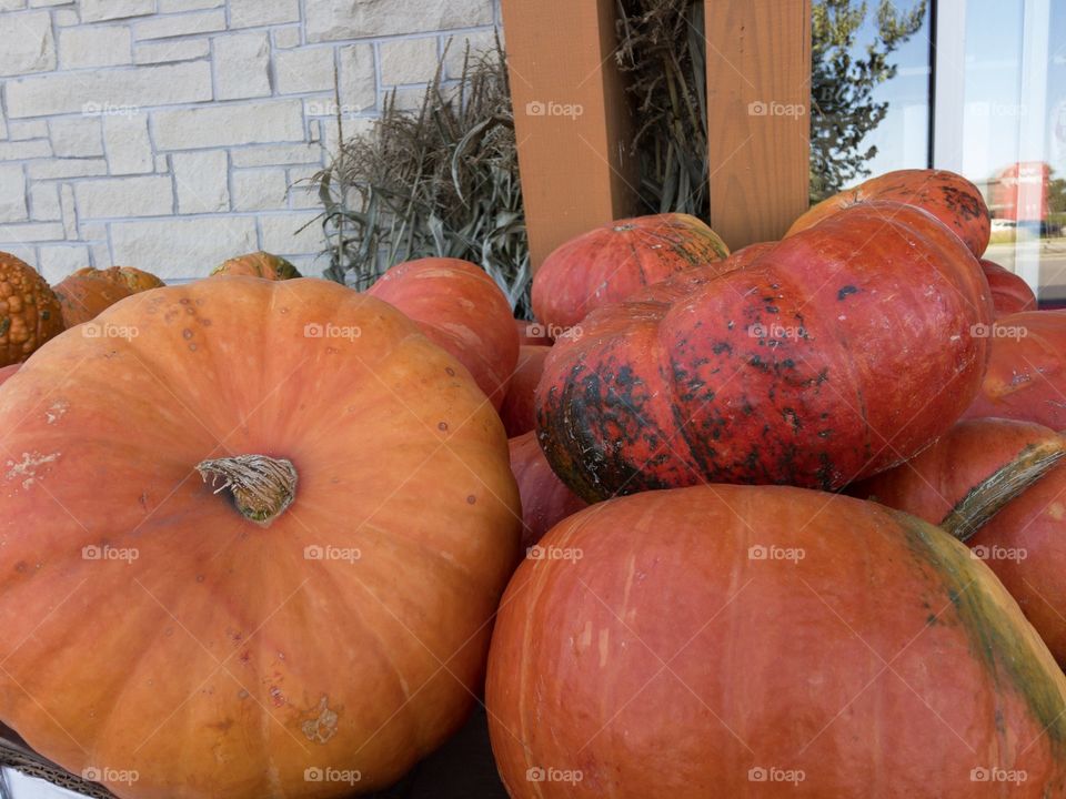Giant pumpkins for Thanksgiving. 