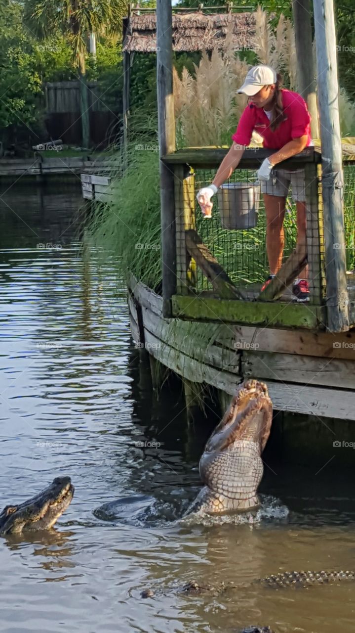 feeding the alligators