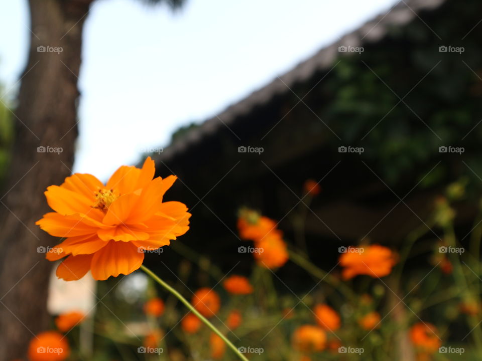 flowers in a garden