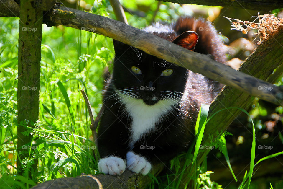 The black and white stray cat