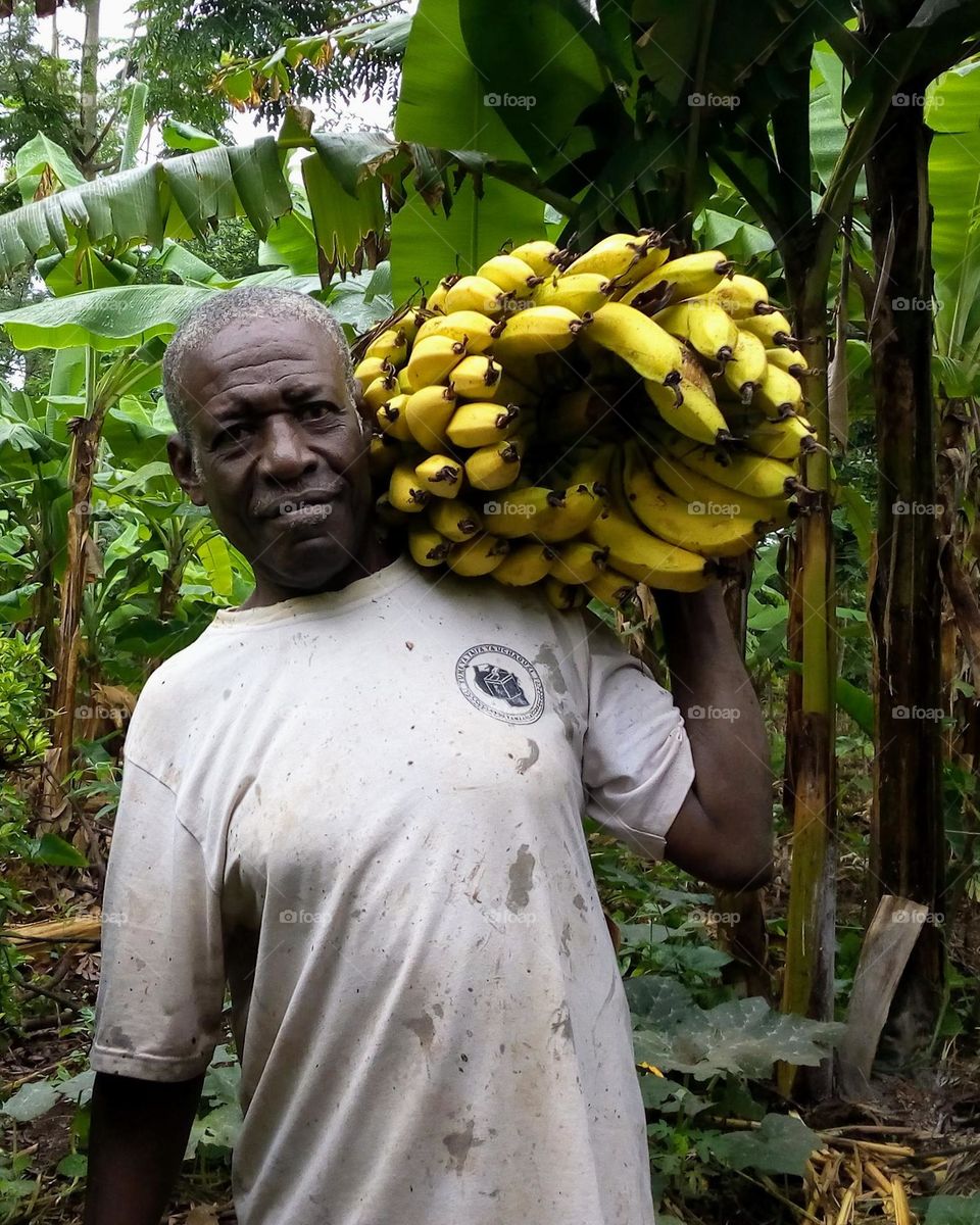 Ripen bananas carried from farm.
February 13, 2021
08:46am