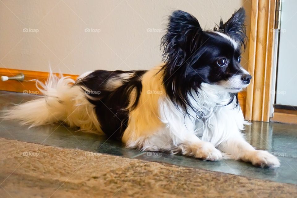 Black and White Papillon watch dog 