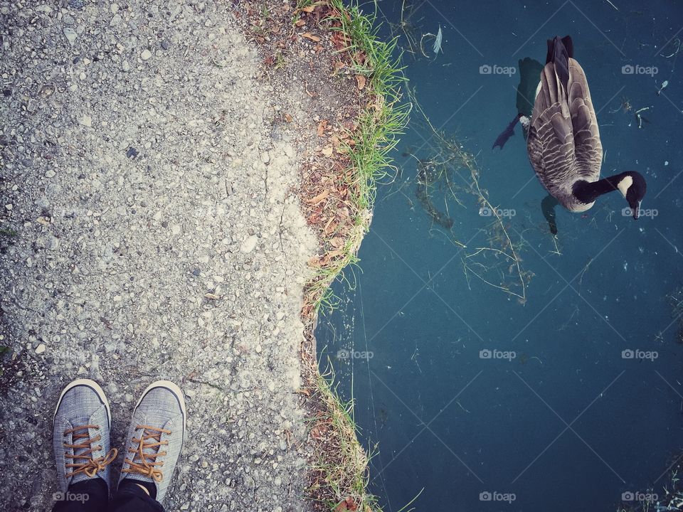 Standing near the ducks gets fed 