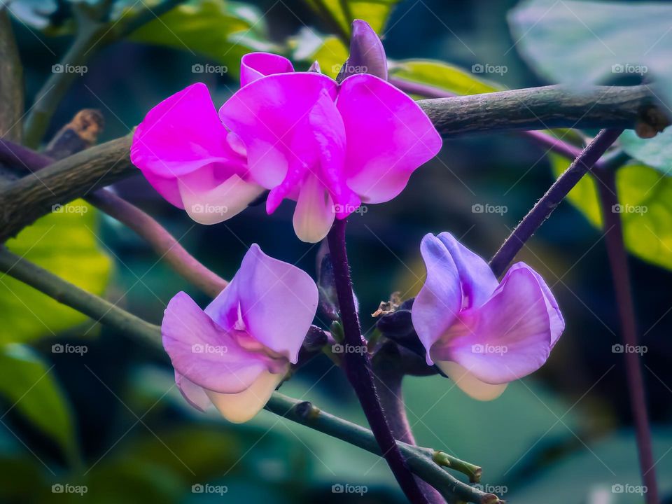 Portrait of a beautiful flower