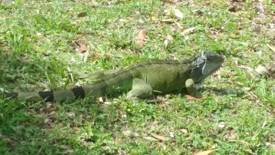 Large Green Iguana