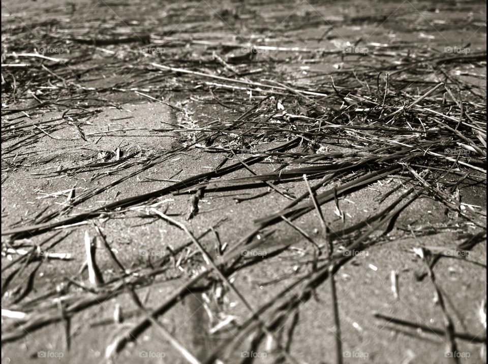 grass on the sidewalk