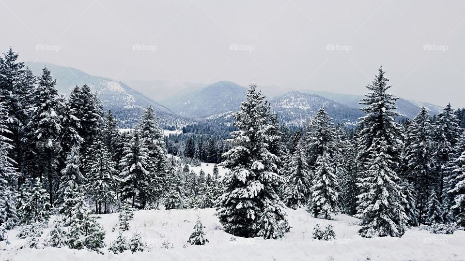 Frozen trees on mountain in foggy weather