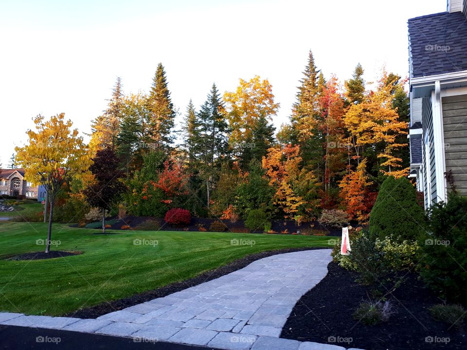 beautiful fall tree colors along a nicely manicured lawn
