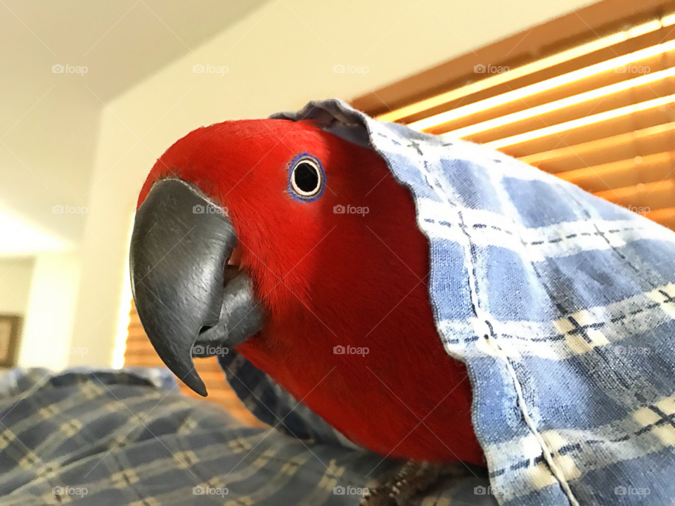 Peek a boo Parrot.