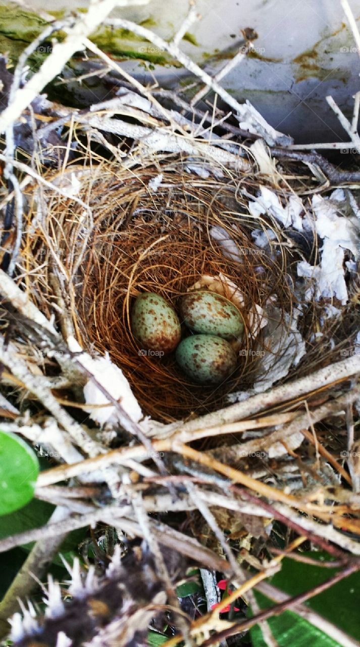 Nest