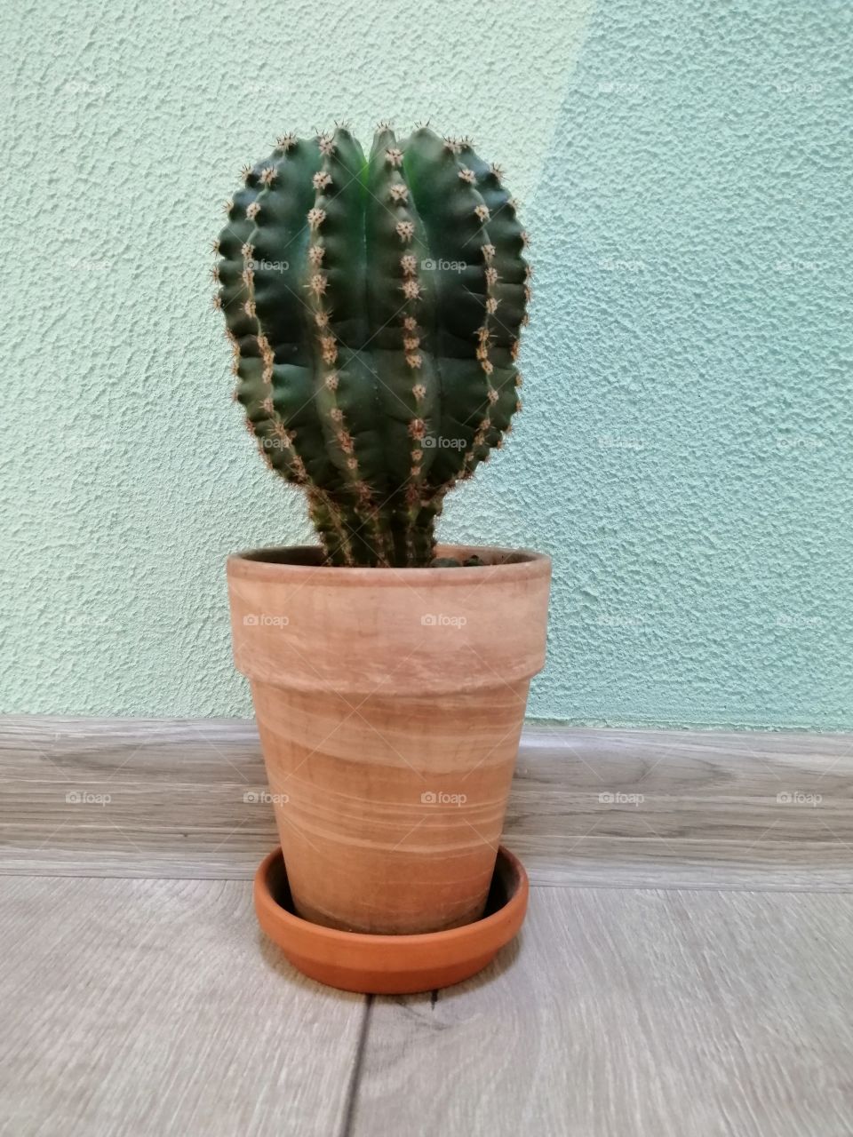 Cactus