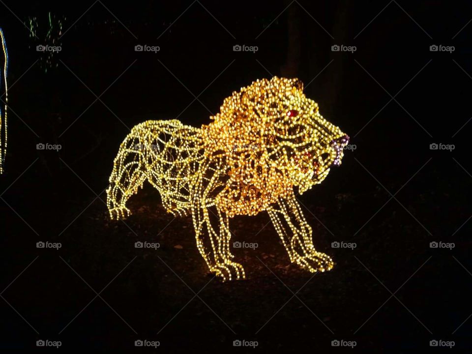 light lion