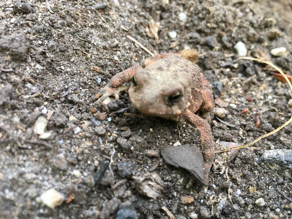 little toad in garden