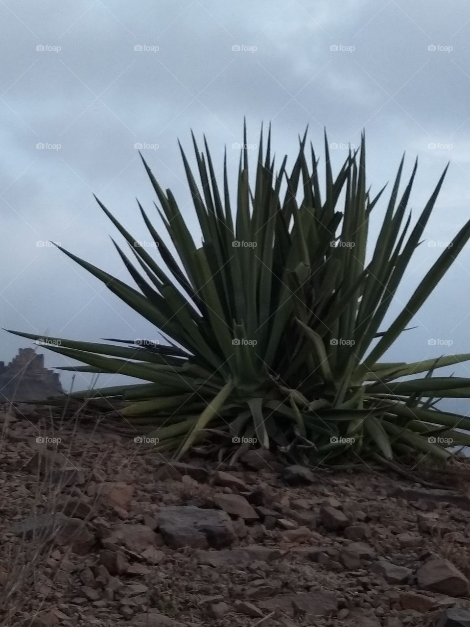 beautiful plants,looks like cactus plant at top of mountains,living single...