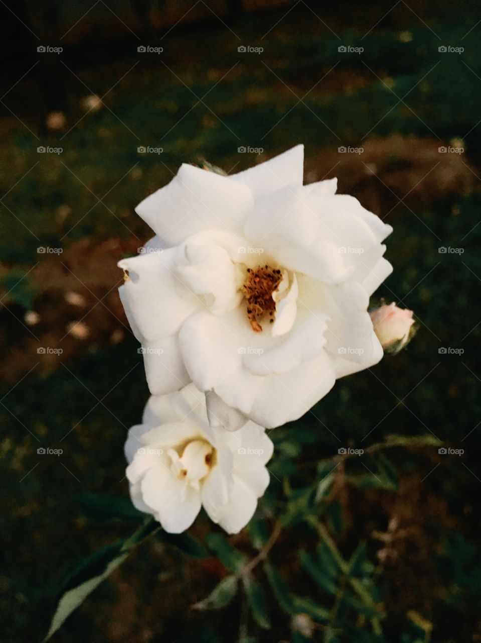 🇧🇷 Flores muito bonitas para colorir e alegrar nosso dia. Viva a natureza e a delicadeza das pétalas!

🇺🇸 Very beautiful flowers to color and brighten our day.  Live the nature and the delicacy of the petals!