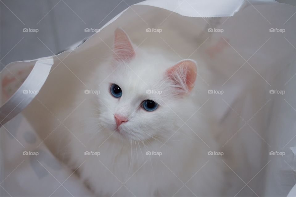 white Norwegian Forest Cat
