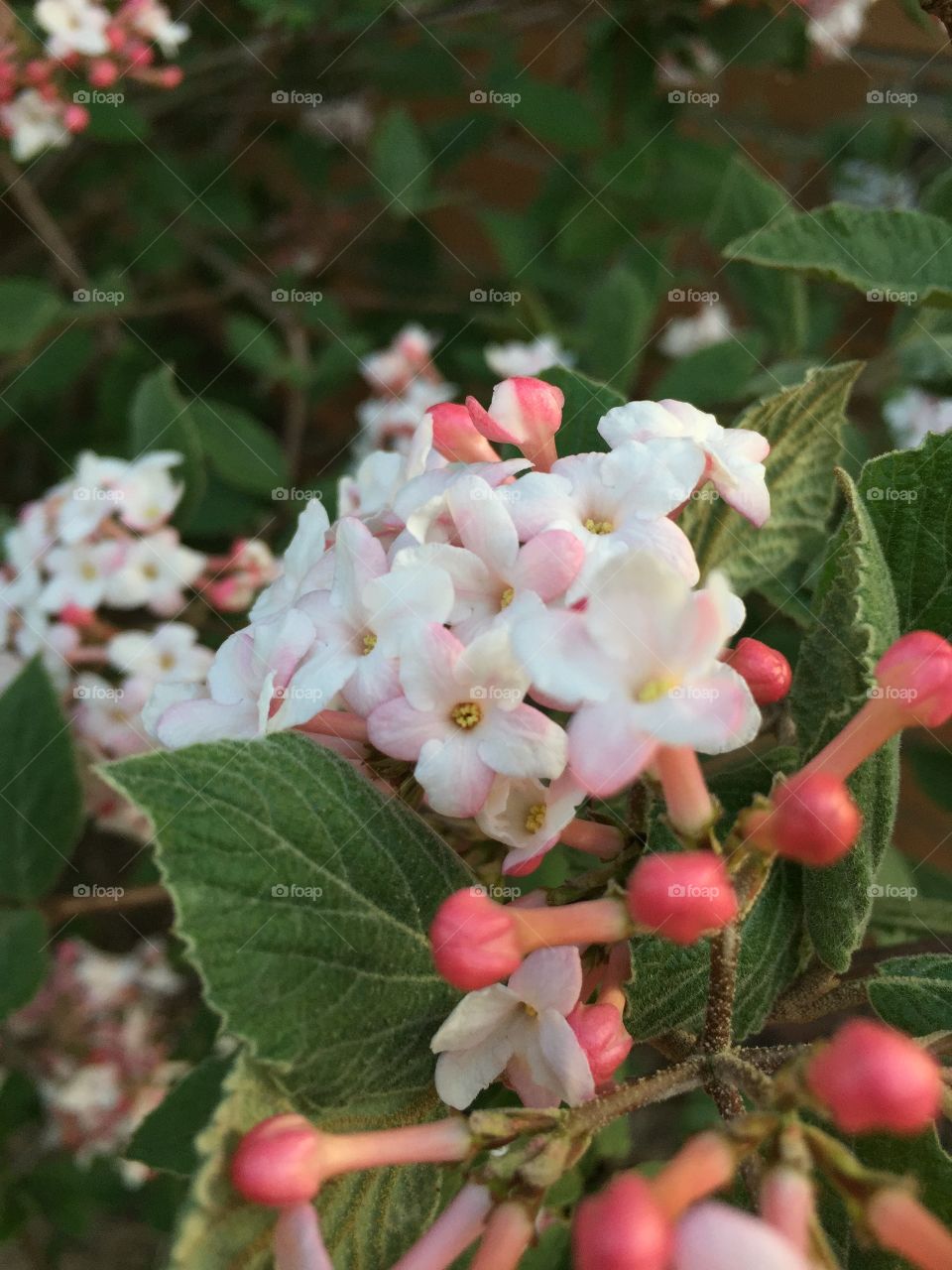 More to come! Spring bloom. 