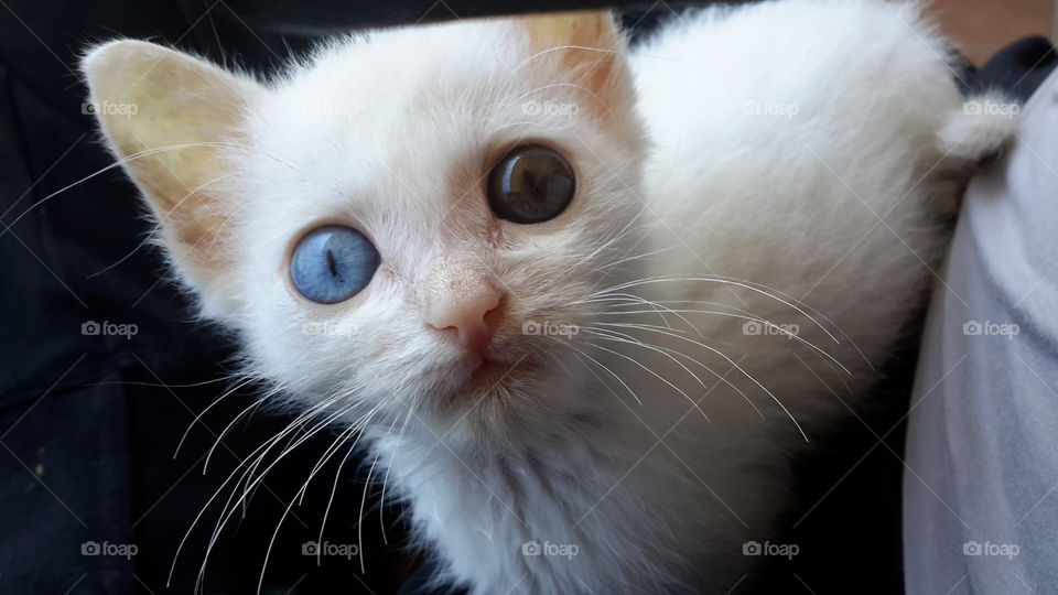 eye cat