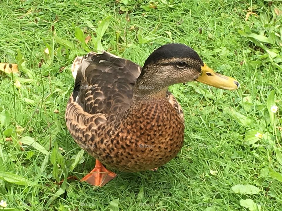 Duck