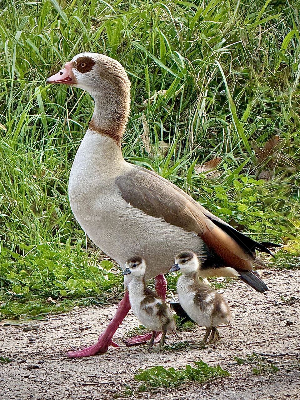 Egyptian Goose and Goslings