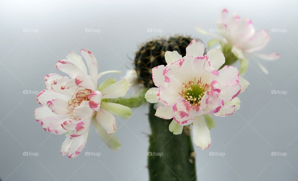 Lobivia cactus bit flowers