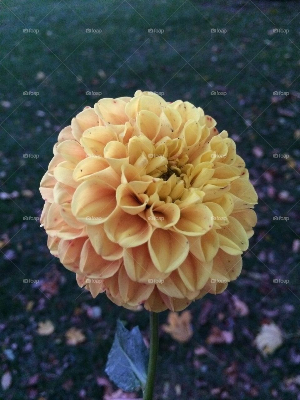 Dahlia
