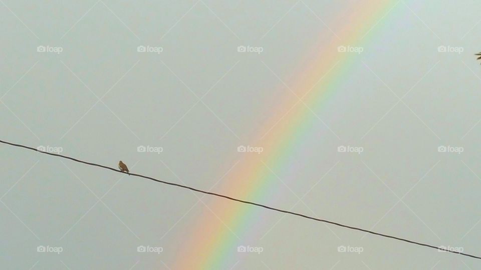 Lonely bird with a rainbow
