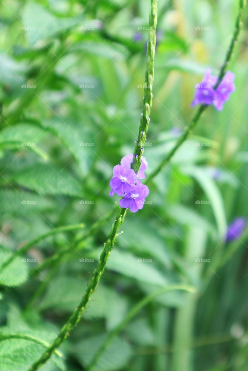 portrait of a flowers