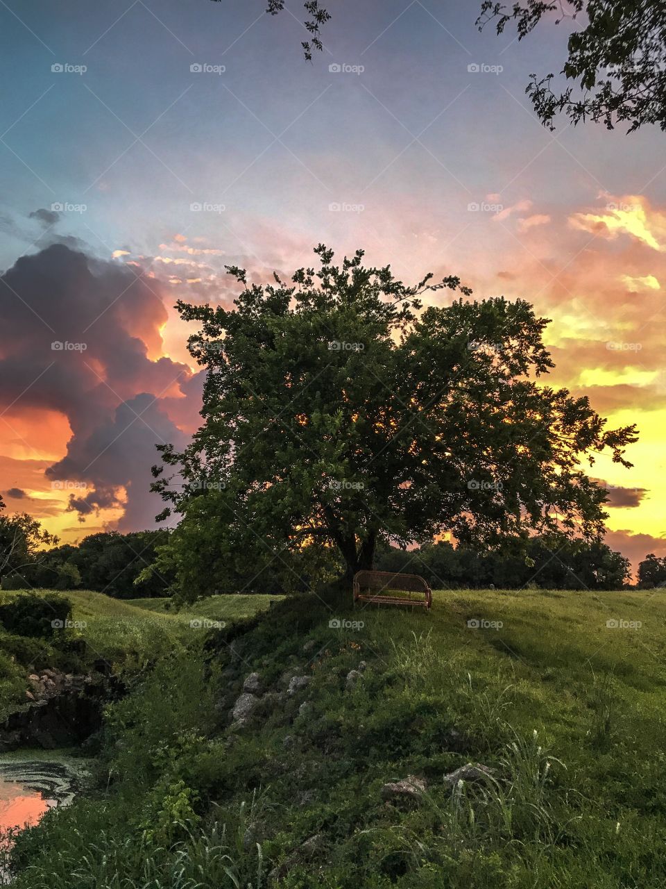 marvelous sunset behind gorgeous tree