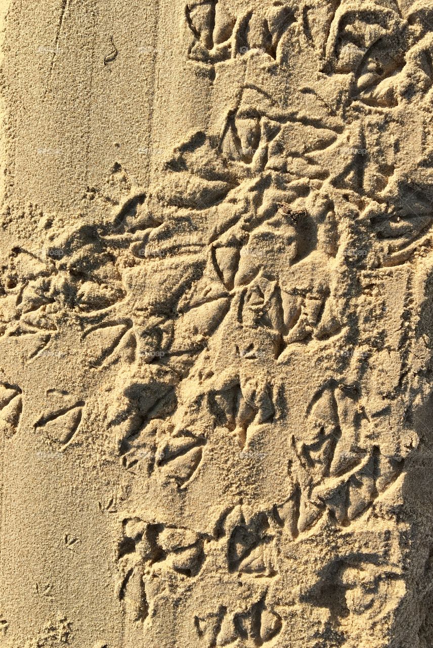 Seagulls’ footprints on beach
